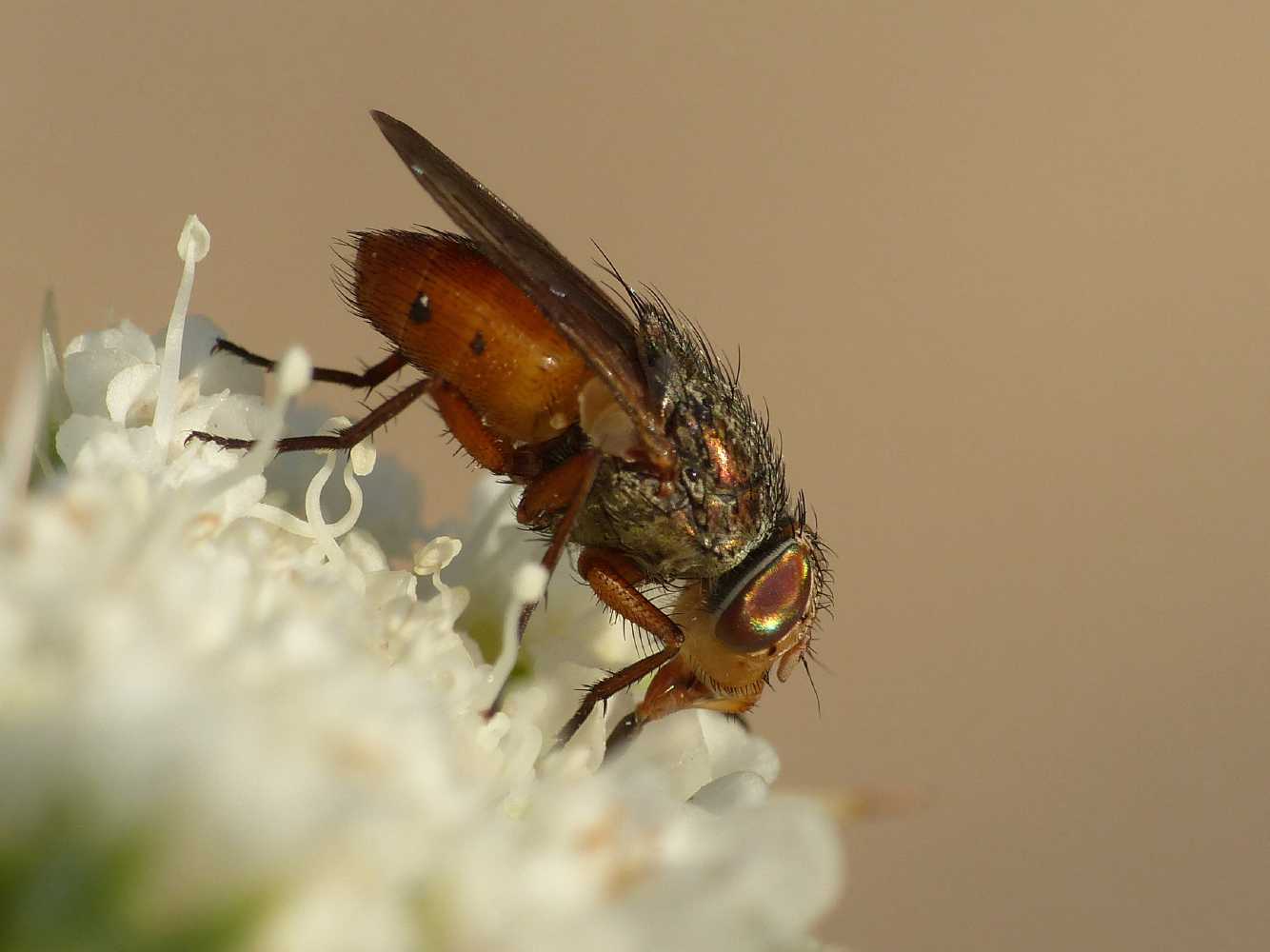 Femmina di Rhyncomya impavida o italica (Calliphoridae)